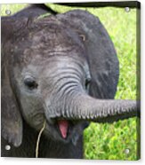 Baby Elephant With A Stick Acrylic Print