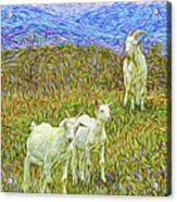 Baby Goats Of The New Dawn Acrylic Print