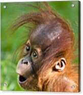 Baby Orangutan Acrylic Print