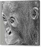 Baby Orangutan Acrylic Print