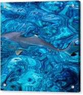 Baby Shark In The Turquoise Water. Production By Nature Acrylic Print