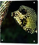 Baby Trunk Fish Acrylic Print