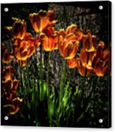 Backlit Tulips Acrylic Print