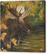 Backwater In Autumn - Moose Acrylic Print