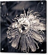 Clematis Flower Bloom Acrylic Print