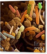 Bacteria In Human Feces, Sem Acrylic Print