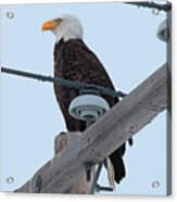 Bald Eagle Acrylic Print