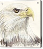 Bald Eagle Acrylic Print