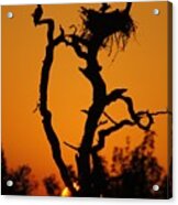 Bald Eagle Nestling At Sunset Acrylic Print