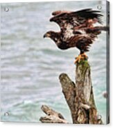Bald Eagle On Driftwood At The Beach Acrylic Print