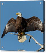 Bald Eagle Shows Off Acrylic Print