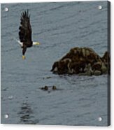 Bald Eagle-signed-#2906 Acrylic Print