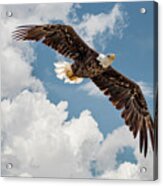 Bald Eagle Soaring In Clouds Acrylic Print
