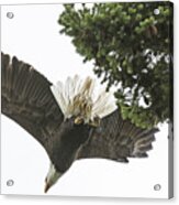 Bald Eagle Takes Flight Acrylic Print