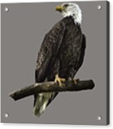 Bald Eagle Transparency Acrylic Print