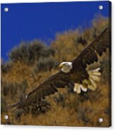 Bald Eagle Wing Spread-signed Acrylic Print