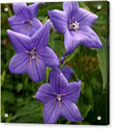 Balloon Flowers Acrylic Print