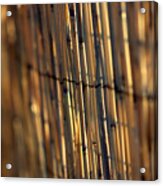 Bamboo Fence Selective Focus Acrylic Print