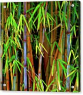 Bamboo Acrylic Print