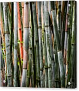 Bamboo Seduction Acrylic Print