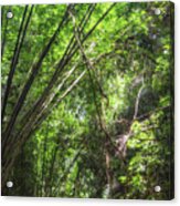 Bamboos In The Jungle Acrylic Print