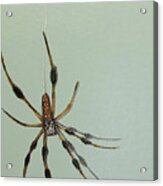 Banana Spider Acrylic Print