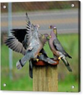 Band-tailed Pigeons #1 Acrylic Print