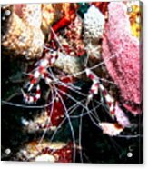 Banded Coral Shrimp - Caught In The Act Acrylic Print