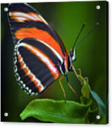 Banded Orange Longwing Butterfly Acrylic Print