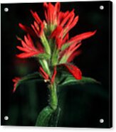 Banff - Indian Paintbrush 4 Acrylic Print