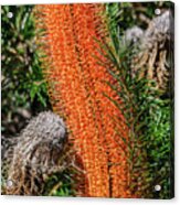 Banksia Nsw10 Acrylic Print