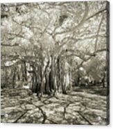 Banyan Strangler Fig Tree Acrylic Print