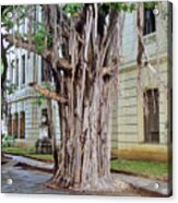 Banyan Tree Acrylic Print