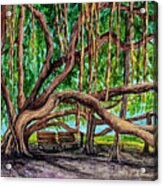 Banyan Tree Park Acrylic Print