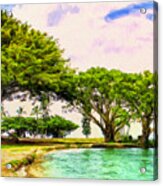 Banyan Trees At Reeds Bay Hilo Acrylic Print