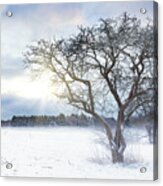 Bare Tree In A Snow Field With Sunrise Acrylic Print