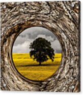 Bark Framed Oak Tree Acrylic Print