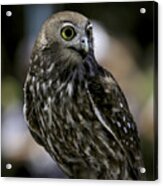 Barking Owl Acrylic Print