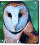 Barn Owl Acrylic Print