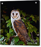 Barn Owl Acrylic Print