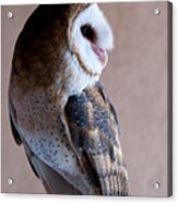 Barn Owl Acrylic Print