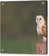 Barn Owl On Post Acrylic Print