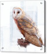 Barn Owl Acrylic Print