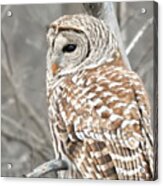 Barred Owl Close-up Acrylic Print