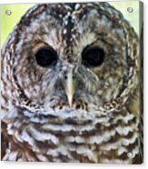 Barred Owl Closeup Acrylic Print