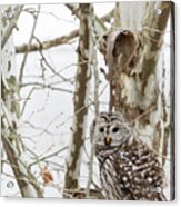 Barred Owl Acrylic Print