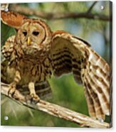 Barred Owl Flight Acrylic Print