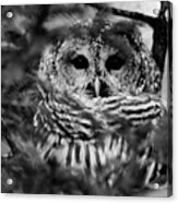 Barred Owl In Black And White Acrylic Print