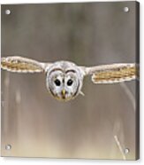 Barred Owl In Flight Acrylic Print