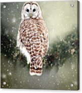 Barred Owl In The Snow Acrylic Print